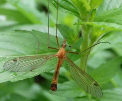 - (Tipula paludosa),        .  