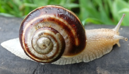   (Helix pomatia)      .  