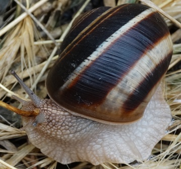   (Helix pomatia)      .  