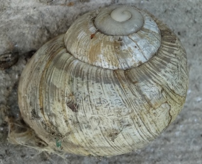   (Helix pomatia)      .  