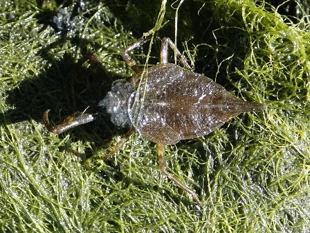   (Nepa cinerea)      .  