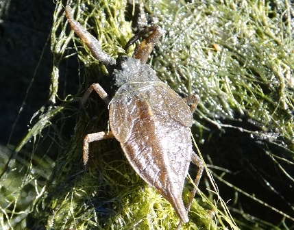   (Nepa cinerea)      .  