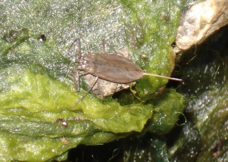   (Nepa cinerea)      .  