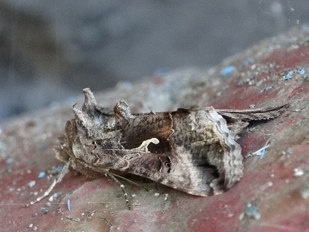   (Autographa gamma), -      .  