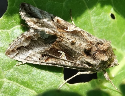   (Autographa gamma), -      .  