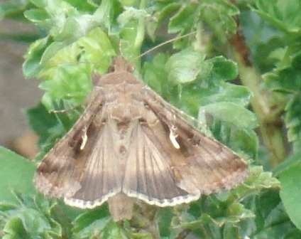   (Autographa gamma), -      .  