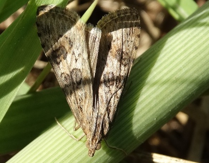   (Nomophila noctuella),         .  