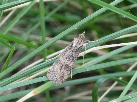   (Nomophila noctuella),         .  