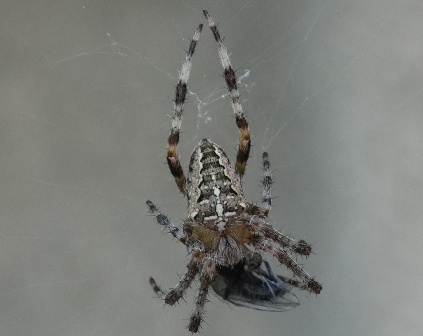 - (Araneus diadematus)      .  