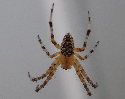 - (Araneus diadematus)      .  