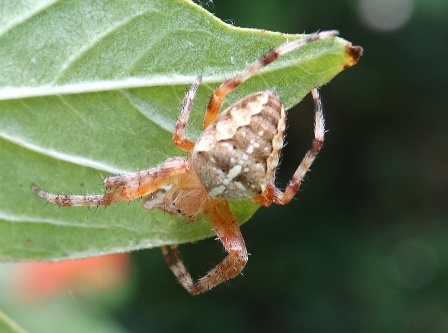 - (Araneus diadematus)      .  