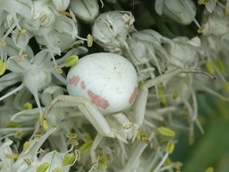   (Misumena vatia),        .  