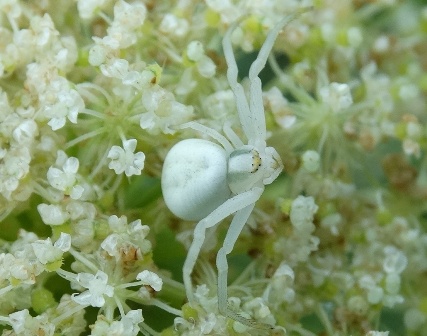   (Misumena vatia),        .  