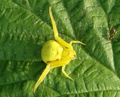   (Misumena vatia),        .  