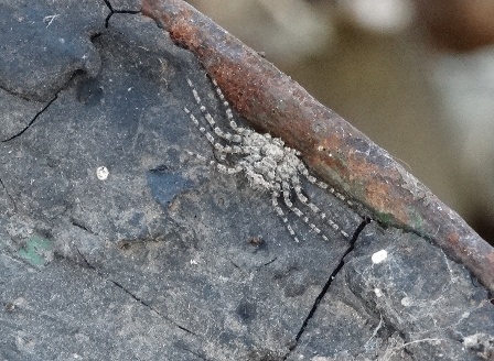   (Philodromus margaritatus) ,      .  