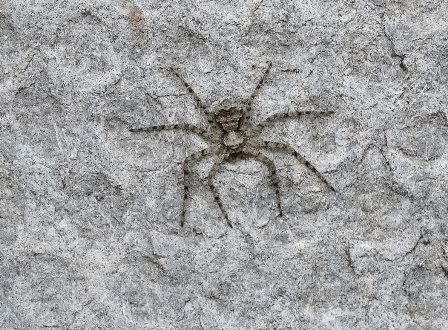   (Philodromus margaritatus) ,      .  