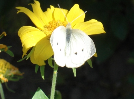   (Pieris rapae) ,      .  