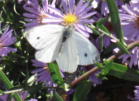   (Pieris rapae) ,      .  