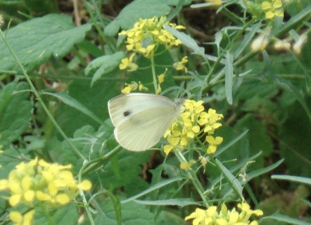   (Pieris rapae) ,      .  