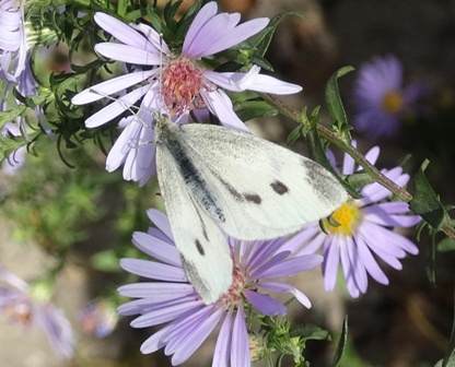   (Pieris brassicae),  ,      .  