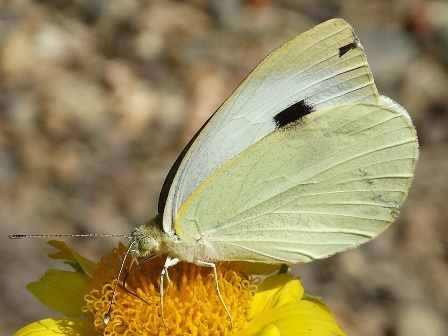   (Pieris brassicae),  ,      .  