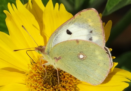   (Colias hyale) ,      .  