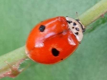   (Adalia bipunctata),  ,      .  