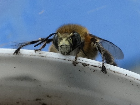  (Anthophora plumipes) ,      .  