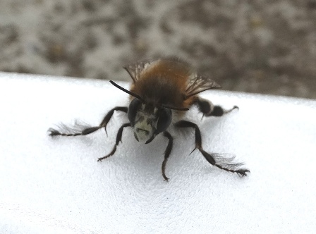   (Anthophora plumipes) ,      .  