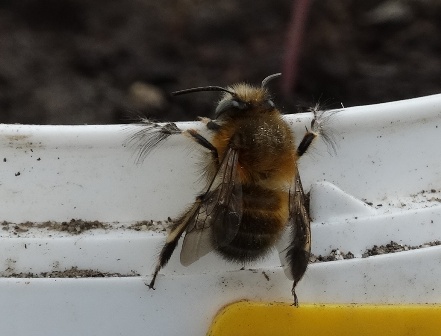   (Anthophora plumipes) ,      .  