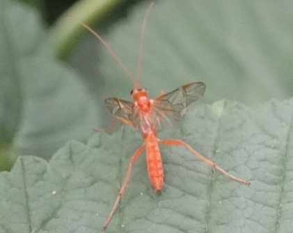   (Ophion luteus),         .  
