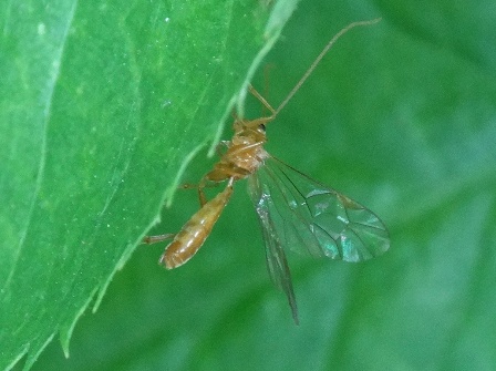   (Ophion luteus),         .  