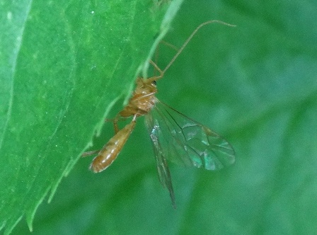   (Ophion luteus),         .  