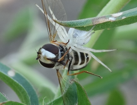   (Scaeva pyrastri)       .  