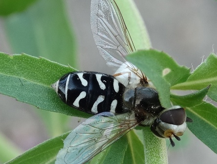   (Scaeva pyrastri)       .  