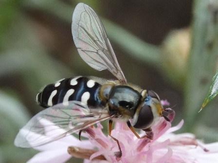   (Scaeva pyrastri)       .  