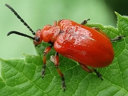   (Lilioceris merdigera),        .  