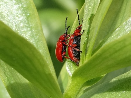   (Lilioceris merdigera),        .  