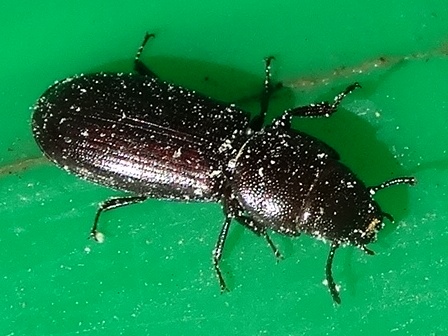   (Tenebrioides mauritanicus)      .  