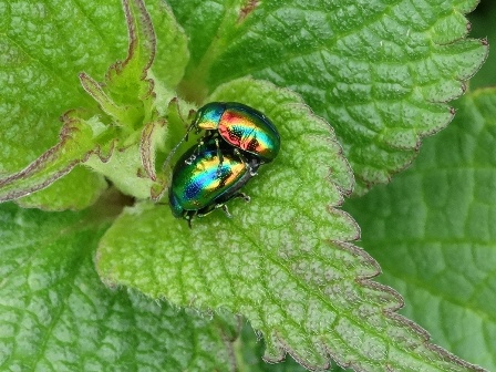   (Chrysolina fastuosa)      .  