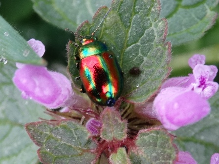   (Chrysolina fastuosa)      .  