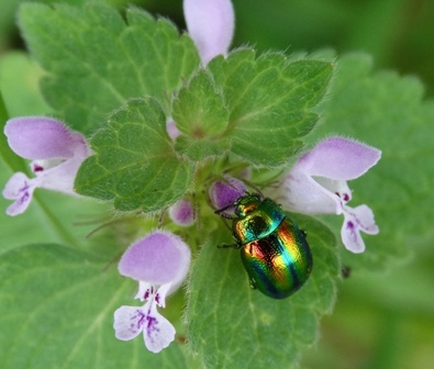   (Chrysolina fastuosa)      .  