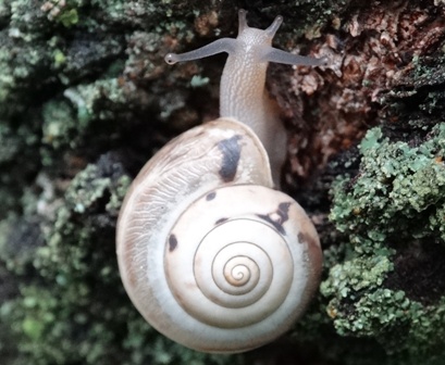   (Helix aspersa)      .  