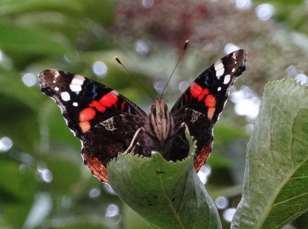  (Vanessa atalanta)      .  