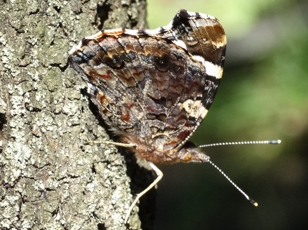  (Vanessa atalanta)      .  