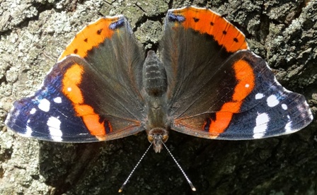  (Vanessa atalanta)      .  