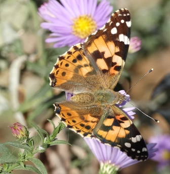   (Vanessa cardui), ,       .  