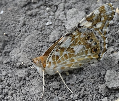   (Vanessa cardui), ,       .  