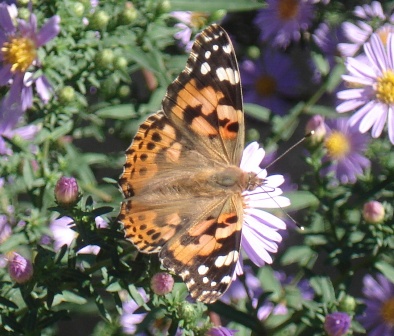   (Vanessa cardui), ,       .  