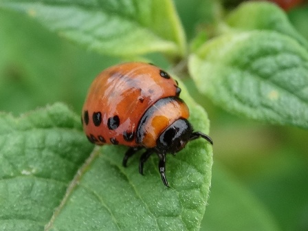    (Leptinotarsa decemlineata)      .  